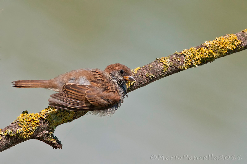 Serie di Passera mattugia (Passer montanus)